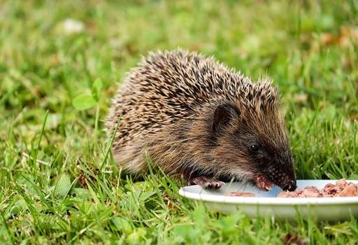 Feeding hedgehogs in garden
